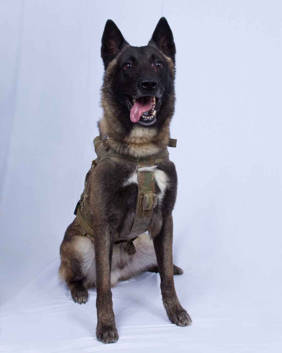 Conan, the Belgian Malinois Combat Assault Dog (CAD